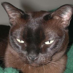 Meet your Posher, Noelene